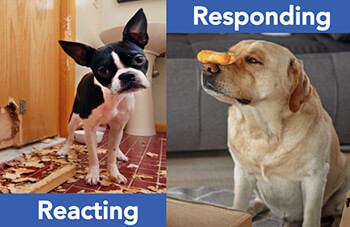 respond vs. react_DOgs